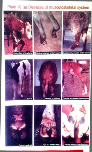 Plate 10 (a) Diseases of musculoskeletal system 
 