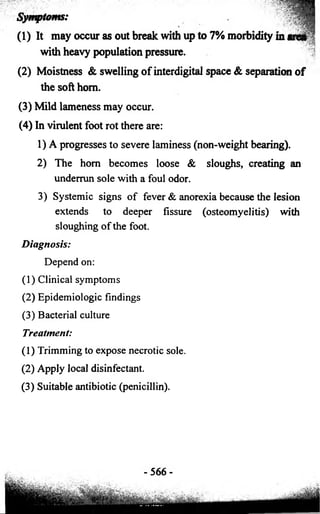 Symptoms: 
(1) It may occur as out break with up to 7% morbidity in area 
with heavy population pressure. 
(2) Moistness & swelling o f interdigital space & separation o f 
the soft hom. 
(3) Mild lameness may occur. 
(4) In virulent foot rot there are: 
1) A progresses to severe laminess (non-weight bearing). 
2) The hom becomes loose & sloughs, creating an 
underrun sole with a foul odor. 
3) Systemic signs of fever & anorexia because the lesion 
extends to deeper fissure (osteomyelitis) with 
sloughing of the foot. 
Diagnosis: 
Depend on: 
(1) Clinical symptoms 
(2) Epidemiologic findings 
(3) Bacterial culture 
Treatment: 
(1) Trimming to expose necrotic sole. 
(2) Apply local disinfectant. 
(3) Suitable antibiotic (penicillin). 
- 5 6 6 - 
 