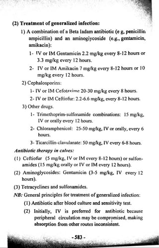(2) Treatment of generalized infection: 
1) A combination of a Beta Iadam antibiotic (e g, penicillin 
ampicillin) and an aminoglycoside (e.g., gentamicin, 
amikacin): 
1- TV or IM Gentamicin 2.2 mg/kg every 8-12 hours or 
3.3 mg/kg every 12 hours. 
2- IV or IM Amikacin 7 mg/kg every 8-12 hours or 10 
mg/kg every 12 hours. 
2) Cephalosporins: 
1- IV or IM Cefotaxime 20-30 mg/kg every 8 hours. 
2- IV or IM Ceftiofiir: 2.2-6.6 mg/kg, every 8-12 hours. 
3) Other drugs. 
1- Trimethoprim-sulfonamide combinations: 15 mg/kg, 
IV or orally every 12 hours. 
2- Chloramphenicol: 25-50 mg/kg, IV or orally, every 6 
hours. 
3- Ticarcillin-clavulanate: 50 mg/kg, IV eveiy 6-8 hours. 
Antibiotic therapy in calves: 
(1) Ceftiofur (5 mg/kg, IV or IM every 8-12 hours) or sulfon­amides 
(15 mg/kg orally or IV or IM every 12 hours). 
(2) Aminoglycosides: Gentamicin (3-5 mg/kg, IV every 12 
hours). 
(3) Tetracyclines and sulfonamides. 
NB: General principles for treatment o f generalized infection: 
(1) Antibiotic after blood culture and sensitivity test. 
(2) Initially, IV is preferred for antibiotic because 
peripheral circulation may be compromised, making 
absorption from other routes inconsistent. 
 