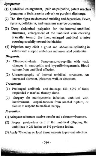 Symptoms. 
(1) Umbilical enlargement, pain on palpation, patent un 
(common in foals, rare in calves), or purulent discharge. 
(2) The first signs are decreased suckling and depression. Fever, 
dysuria, pollakiuria, and tenesmus may be occurring. 
(3 ) Deep abdominal palpation for the internal umbilical 
structures, enlargement o f the umbilical vein coursing 
cranially toward the liver; enlarged umbilical arteries 
coursing caudally toward the bladder. 
(4) Palpation may elicit a grunt and abdominal splinting in 
calves with a septic umbilicus and associated peritonitis. 
Diagnosis: 
(1) Clinicopathologic: Symptoms,neutrophilia with toxic 
changes in neutrophils and hyperfibrinogenemia. Blood 
culture from umbilical affection. 
(2) Ultrasonography o f internal umbilical structures. An 
increased diameter, thickened wall, or abscesses. 
Treatment: 
(1) Prolonged antibiotic and drainage. NB: 50% o f foals 
responded to medical therapy alone. 
(2) Surgery for multisystemic infection, umbilical vein 
involvement, uroperi-toneum from urachal rupture, or 
failure to respond to medical therapy. 
Prevention: 
(1) Adequate colostrum passive transfer and a clean environment. 
(2) Proper postpartum care o f the umbilical (Dipping the 
umbilicus in 2% iodine or 1 % povidone-iodine. 
(3) Apply 7% iodine on local tissue necrosis to prevent infection. 
- 586- 
 