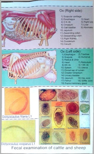 1) Scapular cartilage 
2) Esophagus 3) Heart 
4) 5 th rib 5) Right lunt 
6) Omasum 7) Liver 
8) Gall bladder 9) Abomasu 
10) Jejunum 
11) Ascending colon 
12) Descending colon 
13) Right Kidney 
14) Duodenum 
15) Cecum 
Ox (Left side): 1) Esophagus 2) Trachea 
3) Scapula 4) Humerus 
5) Radius & Ulna 
6) Heart 7) Reticulum 
8) 6th rib 9) 13th rib 
10) Spleen 13) Uterus 
11) Dorsal sac of rumen 
12) Greater Omentum 
14) Urinary bladder 
15) Jejunum 16) Hip Joint 
17) Femur 18) Stiffle Joint 
19) Supra mammary gland 
Faaciofli Paramphistomum 
Caplllarfa 
Moniczia Dictyocaulus filaria L1 Chabertia 
Ostertagia Ncma to i l i i u Burtofttomu* H'ongyloMfc* 
T tich u ris Dictyocaulus viviparus L1 Cooporia H em o n c h u i 
Fecal examination of cattle and sheep 
 