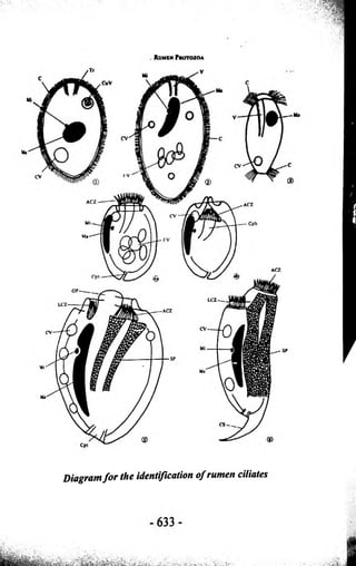 . R u m e n Pr o t o z o a 
Diagram fo r the identification o f rumen ciliates 
 