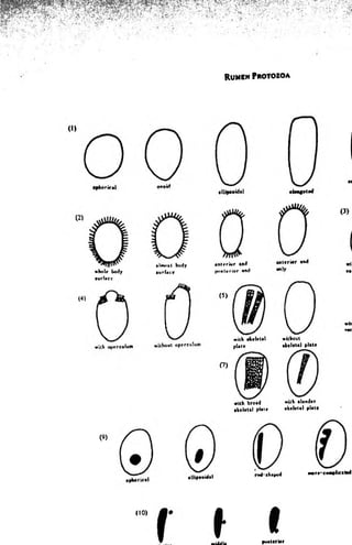 Rumen Pro to zo a 
whole body 
surface 
•lm n » t body 
s u r f a c e 
anterior sod 
p osterio r sod 
(5) 
with s k e le ta l 
plate 
without 
sk e le ts l p la te 
C?) 
with broad with slen d e r 
• k c le ttl plate sk e le ta l p late 
(9) 
rod-shaped more-eo-plieated 
(io> 
t t 
■tddla p o ste rio r 
 