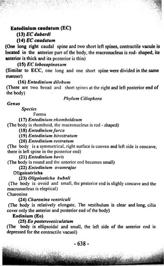 Entodinium caudatum (EC) 
(13 )ECdubardi 
(14) EC caudatum 
(One long right caudal spine and two short left spines, contractile vacule is 
located in the anterior part of the body, the macronucleus is rod- shaped, its 
anterior is thick and its posterior is thin) 
(15) EC lobosopinosum 
(Similar to ECC, one long and one short spine were divided in the same 
manner) 
(16) Entodinium dilob tint 
(There are two broad and short spines at the right and left posterior end of 
the body) 
Phylum Ci 
Genus 
Species 
Forma 
(17) Entodinium rhomboideum 
(The body is rhomboid, the macronucleus is rod - shaped) 
(18) Entodinium furca 
(19) Entodinium birostratum 
(20) Entodinium rostratum 
(The body is a symmetrical, right surface is convex and left side is concave, 
there is left spine in the posterior end) 
(21) Entodinium bovis 
(The body is round and the anterior end becomes small) 
(22) Entodinium ovumrajae 
Cligoisotricha 
(23) Oligoisoticlia bubali 
(The body is ovoid and small, the posterior end is slighly concave and the 
macronucleus is eleptical) 
Charonina 
(24) Charonina ventriculi 
(The body is relatively elongate, The vestibulum is clear and long, cilia 
cover only the anterior and posterior end of the body) 
Eodinium (Eo) 
(25) Eo posterovesiculatum 
(The body is ellipsoidal and small, the left side of the anterior end is 
depressed for the contractile vacuol) 
 