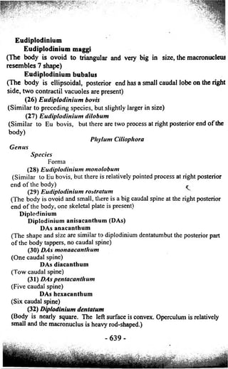 Eudiplodinium 
Eudiplodinium maggi 
(The body is ovoid to triangular and very big in size, the macronucleus 
resembles 7 shape) 
Eudiplodinium bubalus 
(The body is ellipsoidal, posterior end has a small caudal lobe on the right 
side, two contractil vacuoles are present) 
(26) Eudiplodinium bovis 
(Similar to preceding species, but slightly larger in size) 
(27) Eudiplodinium dilobum 
(Similar to Eu bovis, but there are two process at right posterior end of the 
body) 
Pltylum Ciliophora 
Genus 
Species 
Forma 
(28) Eudiplodinium monolobum 
(Similar to Eu bovis, but there is relatively pointed process at right posterior 
end of the body) , 
(29) Eudiplodinium rostratum 
(The body is ovoid and small, there is a big caudal spine at the right posterior 
end of the body, one skeletal plate is present) 
Dipledinium 
Diplodinium anisacanthum (DAs) 
DAs anacanthum 
(The shape and size are similar to diplodinium dentatumbut the posterior part 
of the body tappers, no caudal spine) 
(30) DAs monaacanthum 
(One caudal spine) 
DAs diacanthum 
(Tow caudal spine) 
(31) DAs pentacanthum 
(Five caudal spine) 
DAs hexacanthum 
(Six caudal spine) 
(32) Diplodinium dentatum 
(Body is nearly square. The left surface is convex. Operculum is relatively 
small and the macronuclus is heavy rod-shaped.) 
- 6 3 9 - 
 
