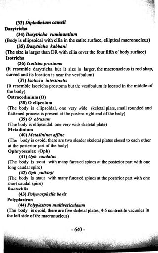 (33) Diplodinium cameli 
Dasytricha 
(34) Dasytricha ruminantium 
(Body is ellipsoidal with cilia in the entire surface, elliptical macronucleus) 
(35) Dasytricha kabbani 
(The size is larger than DR with cilia cover the four fifth of body surface) 
Isotricha 
(36) Isoticha prostoma 
(It resemble dasytricha but it size is larger, the macronucleus is rod shap, 
curved and its location is near the vestibulum) 
(37) Isoticha intestinalis 
(It resemble Isotrichaprostoma but the vestibulum is located in the middle o f 
the body) 
Ostracodinium (O) 
(38) O clipeolum 
(The body is ellipsoidal, one very wide skeletal plate, small rounded and 
flattened process is present at the postero-right end of the body) 
(39) O obtusum 
(The body is ellipsoidal, one very wide skeletal plate) 
Metadinium 
(40) Metadinium affine 
(The body is ovoid, there are two slender skeletal plates closed to each other 
at the posterior part o f the body) 
Ophryoscolex (Oph) 
(41) Oph caudatus 
(The body is stout with many furcated spines at the posterior part with one 
long caudal spine) 
(42) Oph putkinji 
(The body is stout with many furcated spines at the posterior part with one 
short caudal spine) 
Buetschlia 
(43) Polymorpltella bovis 
Polyplastron 
(44) Polyplastron multivesiculatum 
(The body is ovoid, there are five skeletal plates, 4-5 contractile vacuoles in 
the left side of the macronucleus) 
 