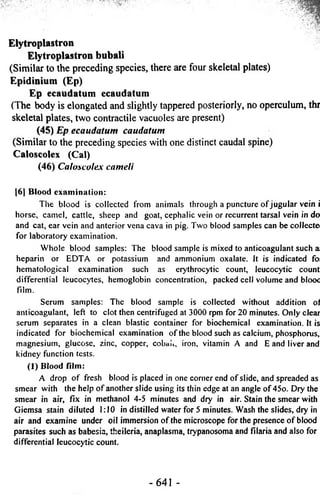 Elytroplastron 
Elytroplastron bubali 
(Similar to the preceding species, there are four skeletal plates) 
Epidinium (Ep) 
Ep ecaudatum ecaudatum 
(The body is elongated and slightly tappered posteriorly, no operculum, thr 
skeletal plates, two contractile vacuoles are present) 
(45) E p e c a u d a t u m c a u d a t u m 
(Similar to the preceding species with one distinct caudal spine) 
Caloscolex (Cal) 
(46) C a l o s c o l e x c a m e l i 
|6) Blood examination: 
The blood is collected from animals through a puncture of jugular vein i 
horse, camel, cattle, sheep and goat, cephalic vein or recurrent tarsal vein in do 
and cat, ear vein and anterior vena cava in pig. Two blood samples can be collecte 
for laboratory examination. 
Whole blood samples: The blood sample is mixed to anticoagulant such a 
heparin or EDTA or potassium and ammonium oxalate. It is indicated foi 
hematological examination such as erythrocytic count, leucocytic count 
differential leucocytes, hemoglobin concentration, packed cell volume and blooc 
film. 
Serum samples: The blood sample is collected without addition of 
anticoagulant, left to clot then centrifuged at 3000 rpm for 20 minutes. Only clear 
serum separates in a clean blastic container for biochemical examination. It is 
indicated for biochemical examination of the blood such as calcium, phosphorus, 
magnesium, glucose, zinc, copper, cobau, iron, vitamin A and E and liver and 
kidney function tests. 
(1) Blood film: 
A drop of fresh blood is placed in one corner end of slide, and spreaded as 
smear with the help of another slide using its thin edge at an angle of 45o. Dry the 
smear in air, fix in methanol 4-5 minutes and dry in air. Stain the smear with 
Giemsa stain diluted 1:10 in distilled water for 5 minutes. Wash the slides, dry in 
air and examine under oil immersion of the microscope for the presence of blood 
parasites such as babesia, theileria, anaplasma, trypanosoma and filaria and also for 
differential leucocytic count. 
-6 4 1 - 
 