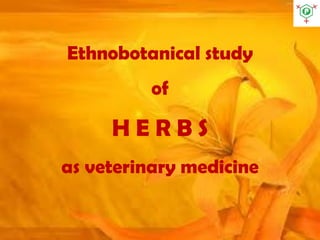 Ethnobotanical study
of
H E R B S
as veterinary medicine
 