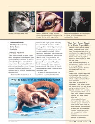 Hair loss in an obese sugar glider. Cataract causes may include: genetics, 
• Endocrine disorders 
• Trauma (fractures, burns) 
• Dental Disease 
• Neoplasia 
Zoonotic Potential 
There are no records of sugar gliders 
being susceptible to any specific path-ogen 
or infectious disease. In over 15 
years of widespread domestication 
and practical observation, Clostridium 
piliforme infections have been the most 
common diagnosis, and no docu-mented 
cases of zoonotic transfer have 
been recorded. 
Like most other mammals, it is 
vitamin A deficiency, pouch infections and an 
improper diet too rich in sugars or fat. 
believed that sugar gliders naturally 
host trace levels of various bacteria 
and flagellates in their digestive tracts. 
Under normal presentation, no treat-ment 
is typically required. During 
periods of abnormally high stress (e.g., 
adoption, transportation, introduction 
of new foods, change of diet), the 
immune system often becomes com-promised, 
and bacteria/flagellate 
levels increase. The most common 
presentation is diarrhea, with Giardia 
often suspected as the causative agent 
in chronic cases. 
To date, no documented case has 
confirmed a Giardia transfer from 
Radiograph shows warped bone development 
in the rear leg (circle) consistent with 
metabolic bone disease. 
What to Look for in a Healthy Sugar Glider 
Ability to grip 
with all 4 feet 
Good elasticity of 
gliding membrane 
Smooth 
fur coat 
Moist, pink 
nose 
Bright eyes 
Pink gums and 
Clear ear mucous membranes 
canals 
What Every Owner Should 
Know About Sugar Gliders 
• The most common mistake owners 
make is to feed the animal things it 
“likes.” This is problematic due to the 
animal’s overwhelming predilection for 
sweets and fats. Treats should consist 
of small pieces of fruit, yogurt or 
applesauce, not to exceed 5% of the 
total daily intake. 
• Kibble or supplements designed for 
cats, primates or reptiles should not 
be fed to sugar gliders. 
• Uneaten fruits/vegetables should be 
removed from the cage each 
morning. 
• Owners should thoroughly wash their 
hands, including under their finger-nails, 
before handling animals in 
order to avoid accidental transfer of 
toxins or bacteria. 
• Sugar gliders are susceptible to 
toxicosis and a wide range of house-hold 
hazards due to their keen senses 
and highly inquisitive nature. They 
should be protected from access to: 
- open containers of fluids, such as 
toilets, sinks, bathtubs, or buckets 
- stovetops, light bulbs, toasters, 
coffee pots 
- fruit-scented air fresheners/ 
cleaners, insect or rodent baits, 
pesticides sprayed in rooms or on 
foods, residues left on hands or 
under fingernails and chemicals in 
tap water used as drinking water 
- chocolate or caffeinated drinks 
- toxic houseplants or holiday 
decorations 
- overheated non-stick cookware 
and other kitchen hazards 
www.exoticdvm.com EXOTIC DVM VOLUME 11 ISSUE 3 39 
 