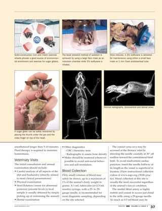 Solid-construction (not wire mesh) exercise 
wheels provide a good source of environmen-tal 
enrichment and exercise for sugar gliders. 
A sugar glider can be safely restrained by 
placing the thumb under the jaw and the 
index finger on top of the head. 
anesthetized longer than 5-10 minutes. 
Fluid therapy is required to maintain 
homeostasis. 
Veterinary Visits 
The initial consultation and annual 
examination should include: 
• Careful analysis of all aspects of the 
diet and husbandry (directly related 
to most clinical presentations) 
• Physical examination 
• Stool flotation/smear for abnormal 
protozoa/parasite levels (a fecal 
sample is usually obtained by simply 
picking up or restraining the animal) 
• Dental examination 
The least stressful method of sedation is 
achieved by using a large face mask as an 
induction chamber while 5% isoflurane is 
inhaled. 
Normal radiographs, dorsoventral and lateral views 
• Other diagnostics 
- CBC/chemistry tests 
- Radiographs to assess bone density 
• Males should be neutered whenever 
possible to avoid anti-social behav-iors 
and self-mutilation. 
Blood Collection 
Only small volumes of blood may 
safely be drawn, up to a maximum of 
1% of the animal’s body weight in 
grams. A 1-mL tuberculin (or 0.5-mL 
insulin) syringe, with a 25- to 29- 
gauge needle, is recommended for 
most diagnostic sampling, depending 
on the site selected. 
Once induced, 1-3% isoflurane is delivered 
for maintenance using either a small face 
mask or 1 mm Cook endotracheal tube. 
The cranial vena cava may be 
accessed at the thoracic inlet by 
directing the needle caudally at 30° off 
midline toward the contralateral hind 
limb. To avoid inadvertent cardiac 
puncture, insert the needle halfway of 
its length as the vessel is superficial in 
location. (View instructional collection 
videos at www.asgv.org.) With prac-tice, 
blood collection at this site is 
usually the most successful regardless 
of the animal’s size or condition. 
The medial tibial artery is highly 
mobile and easiest to access just distal 
to the stifle using a 29-gauge needle. 
As much as 0.5 ml blood may be 
www.exoticdvm.com EXOTIC DVM VOLUME 11 ISSUE 3 37 
 