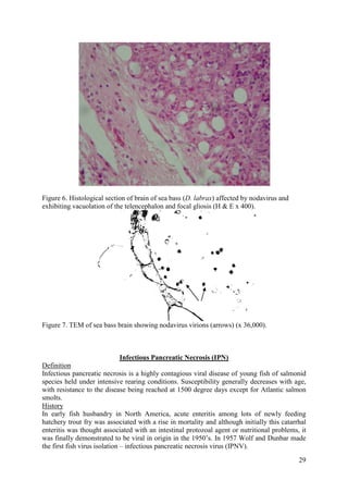 29
Figure 6. Histological section of brain of sea bass (D. labrax) affected by nodavirus and
exhibiting vacuolation of the telencephalon and focal gliosis (H & E x 400).
Figure 7. TEM of sea bass brain showing nodavirus virions (arrows) (x 36,000).
Infectious Pancreatic Necrosis (IPN)
Infectious pancreatic necrosis is a highly contagious viral disease of young fish of salmonid
species held under intensive rearing conditions. Susceptibility generally decreases with age,
with resistance to the disease being reached at 1500 degree days except for Atlantic salmon
smolts.
Definition
In early fish husbandry in North America, acute enteritis among lots of newly feeding
hatchery trout fry was associated with a rise in mortality and although initially this catarrhal
enteritis was thought associated with an intestinal protozoal agent or nutritional problems, it
was finally demonstrated to be viral in origin in the 1950’s. In 1957 Wolf and Dunbar made
the first fish virus isolation – infectious pancreatic necrosis virus (IPNV).
History
 