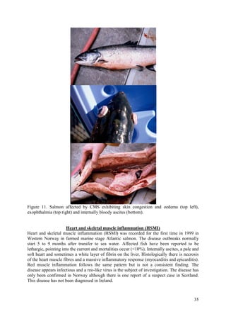 35
Figure 11. Salmon affected by CMS exhibiting skin congestion and oedema (top left),
exophthalmia (top right) and internally bloody ascites (bottom).
Heart and skeletal muscle inflammation (HSMI) was recorded for the first time in 1999 in
Western Norway in farmed marine stage Atlantic salmon. The disease outbreaks normally
start 5 to 9 months after transfer to sea water. Affected fish have been reported to be
lethargic, pointing into the current and mortalities occur (<10%). Internally ascites, a pale and
soft heart and sometimes a white layer of fibrin on the liver. Histologically there is necrosis
of the heart muscle fibres and a massive inflammatory response (myocarditis and epicarditis).
Red muscle inflammation follows the same pattern but is not a consistent finding. The
disease appears infectious and a reo-like virus is the subject of investigation. The disease has
only been confirmed in Norway although there is one report of a suspect case in Scotland.
This disease has not been diagnosed in Ireland.
Heart and skeletal muscle inflammation (HSMI)
 