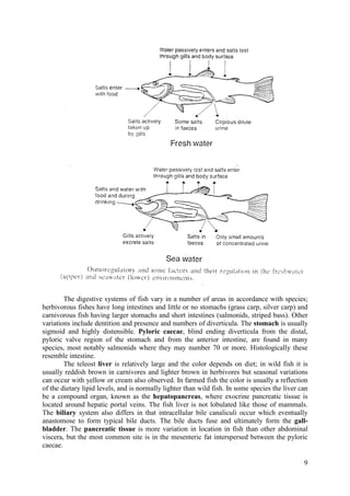 9
The digestive systems of fish vary in a number of areas in accordance with species;
herbivorous fishes have long intestines and little or no stomachs (grass carp, silver carp) and
carnivorous fish having larger stomachs and short intestines (salmonids, striped bass). Other
variations include dentition and presence and numbers of diverticula. The stomach is usually
sigmoid and highly distensible. Pyloric caecae, blind ending diverticula from the distal,
pyloric valve region of the stomach and from the anterior intestine, are found in many
species, most notably salmonids where they may number 70 or more. Histologically these
resemble intestine.
The teleost liver is relatively large and the color depends on diet; in wild fish it is
usually reddish brown in carnivores and lighter brown in herbivores but seasonal variations
can occur with yellow or cream also observed. In farmed fish the color is usually a reflection
of the dietary lipid levels, and is normally lighter than wild fish. In some species the liver can
be a compound organ, known as the hepatopancreas, where exocrine pancreatic tissue is
located around hepatic portal veins. The fish liver is not lobulated like those of mammals.
The biliary system also differs in that intracellular bile canaliculi occur which eventually
anastomose to form typical bile ducts. The bile ducts fuse and ultimately form the gall-
bladder. The pancreatic tissue is more variation in location in fish than other abdominal
viscera, but the most common site is in the mesenteric fat interspersed between the pyloric
caecae.
 