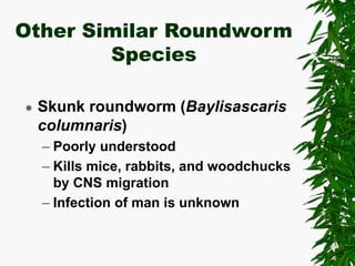 Roundworms In Rabbits zoonotic disease .ppt