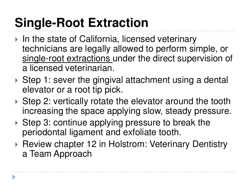 Vet 2300 dental prophylaxis