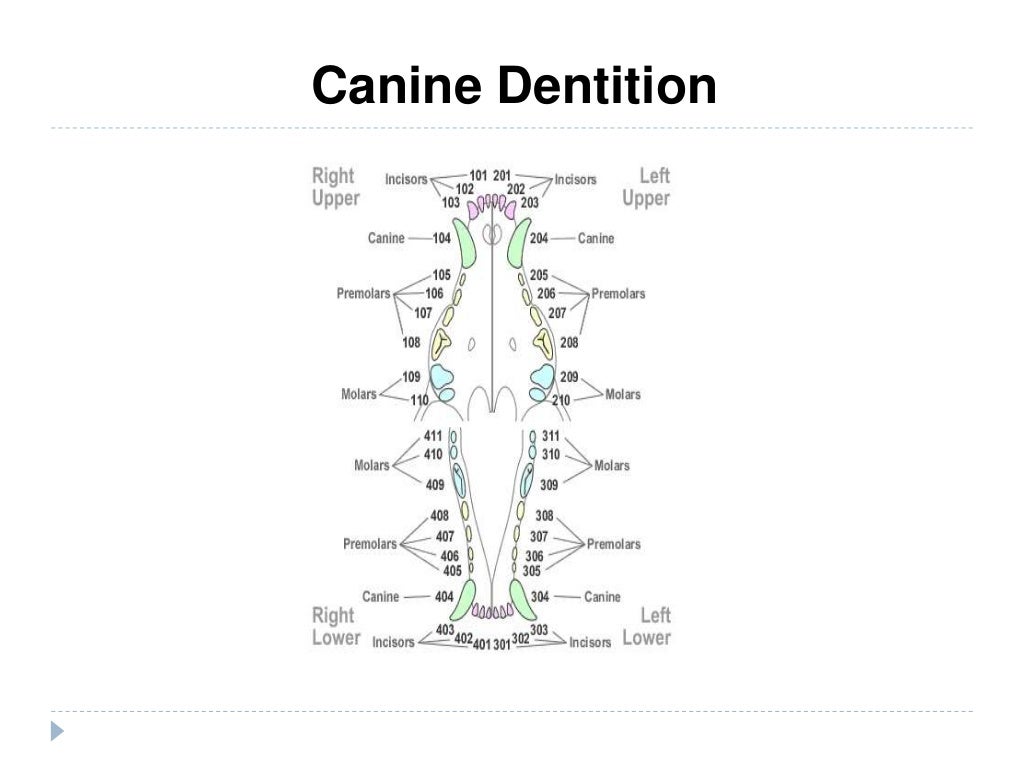Vet 2300 dental prophylaxis