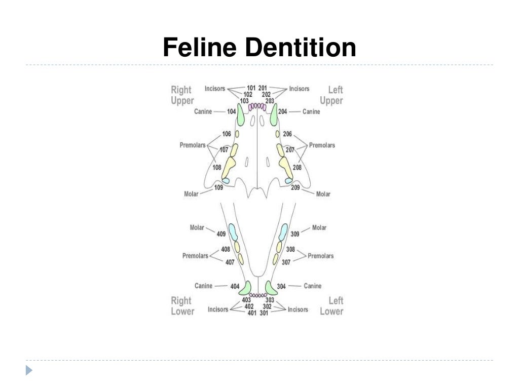 Vet 2300 dental prophylaxis