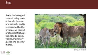 Malawi veterinary students’ training in equity, gender and empowerment