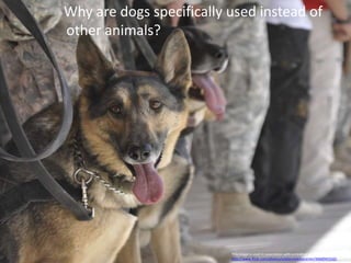    Why are dogs specifically used instead of other animals?This image is used in association with a creative commons license from http://www.flickr.com/photos/soldiersmediacenter/4068945550/. . 
