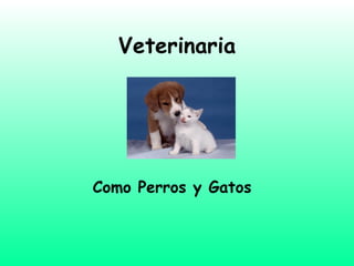 Veterinaria Como Perros y Gatos  