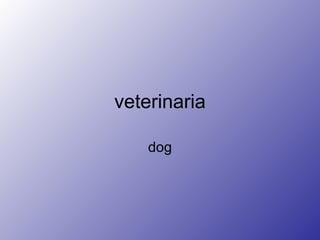 veterinaria dog 