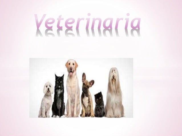 saluki veterinaria