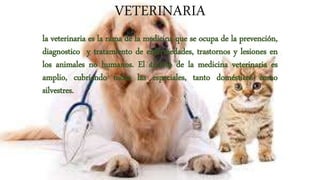VETERINARIA
la veterinaria es la rama de la medicina que se ocupa de la prevención,
diagnostico y tratamiento de enfermedades, trastornos y lesiones en
los animales no humanos. El ámbito de la medicina veterinaria es
amplio, cubriendo todas las especiales, tanto domésticos como
silvestres.
 