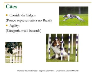 Cães Corrida da Galgos: (Pouco representativa no Brasil) Agility: (Categoria mais buscada) 