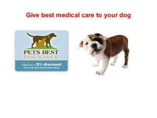 Give best medical care to your dog
 