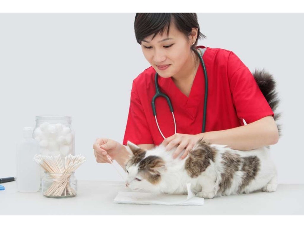 Veterinarian Richmond Texas The Importance of Regular Vet Visits