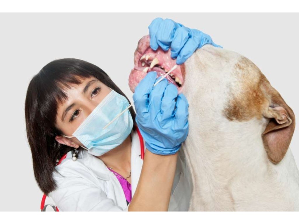 Veterinarian Richmond Texas The Importance of Regular Vet Visits