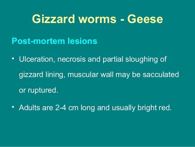 Gross Wildlife Avian Flashcards Quizlet