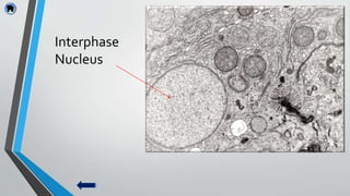 Microstructure Interphase Cytology in electron microscopy | PPTX