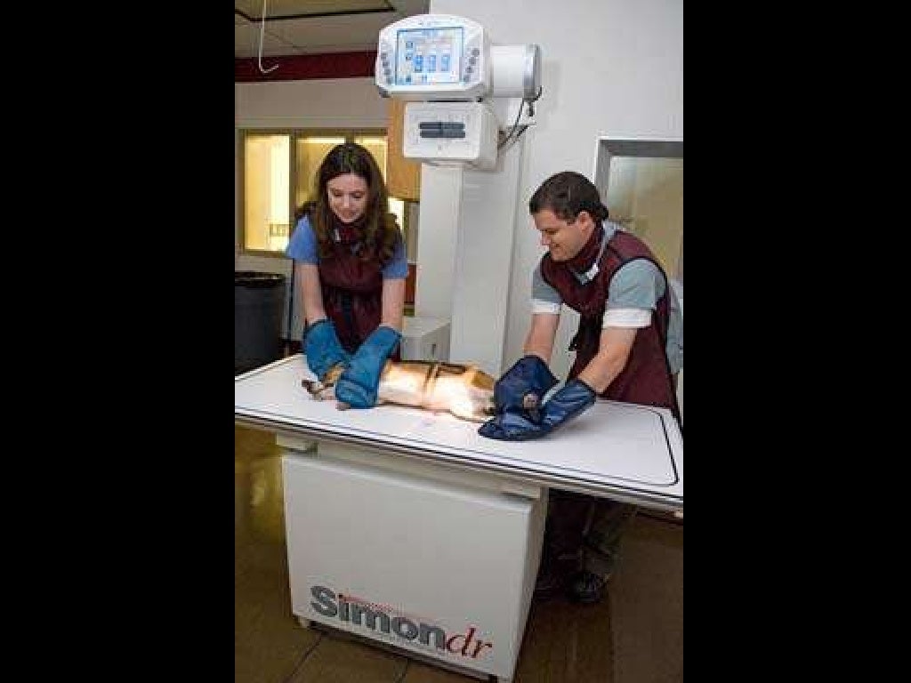 Veterinary Dental Radiography Simplified