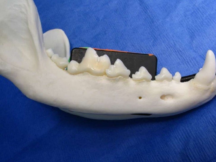 Veterinary Dental Radiography Simplified