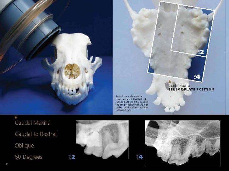 Veterinary Dental Radiography Simplified