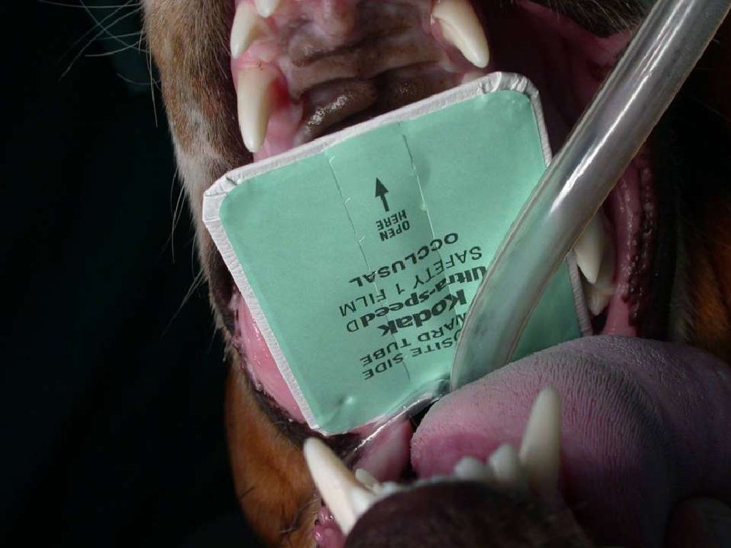 Veterinary Dental Radiography Simplified