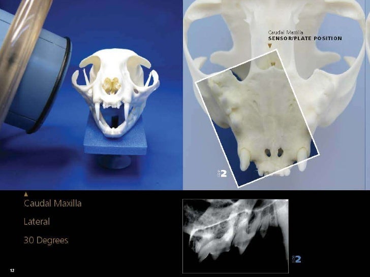 Veterinary Dental Radiography Simplified