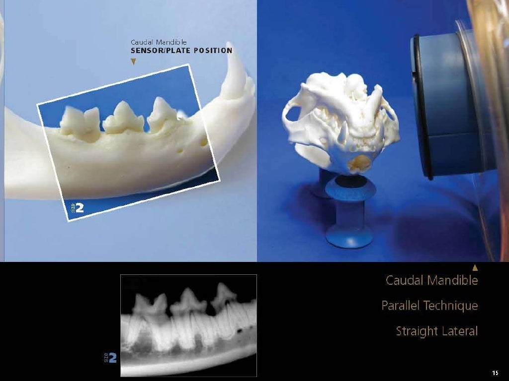 Veterinary Dental Radiography Simplified