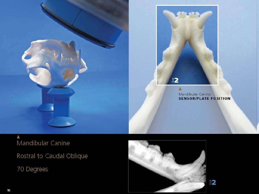 Veterinary Dental Radiography Simplified