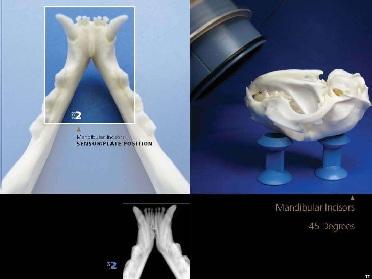 Veterinary Dental Radiography Simplified