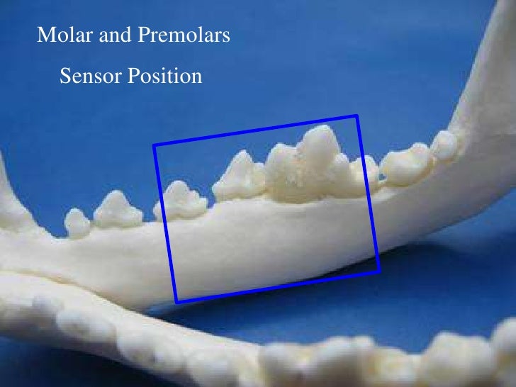 Veterinary Dental Radiography Simplified