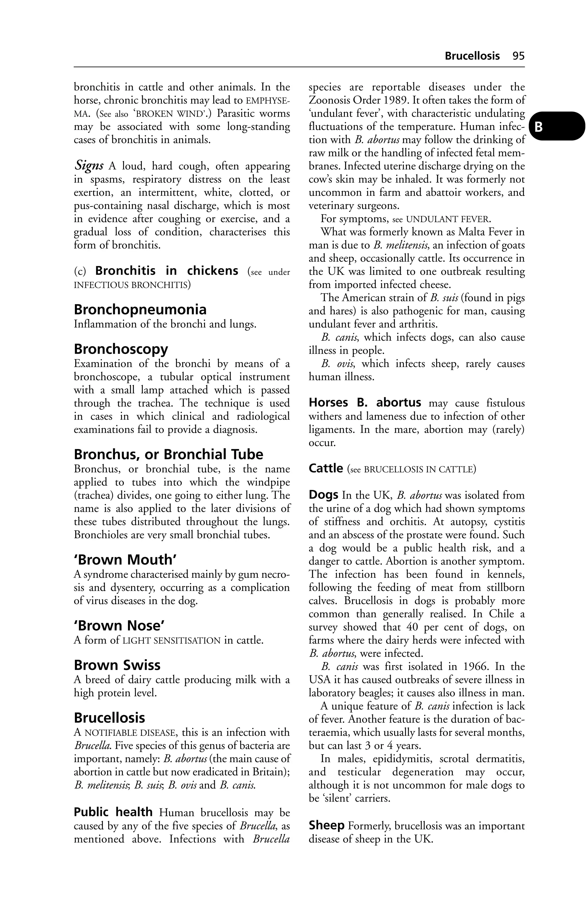 bronchitis in cattle and other animals. In the 
horse, chronic bronchitis may lead to EMPHYSE-MA. 
(See also ‘BROKEN WIND’.) Parasitic worms 
may be associated with some long-standing 
cases of bronchitis in animals. 
Signs A loud, hard cough, often appearing 
in spasms, respiratory distress on the least 
exertion, an intermittent, white, clotted, or 
pus-containing nasal discharge, which is most 
in evidence after coughing or exercise, and a 
gradual loss of condition, characterises this 
form of bronchitis. 
(c) Bronchitis in chickens (see under 
INFECTIOUS BRONCHITIS) 
Bronchopneumonia 
Inflammation of the bronchi and lungs. 
Bronchoscopy 
Examination of the bronchi by means of a 
bronchoscope, a tubular optical instrument 
with a small lamp attached which is passed 
through the trachea. The technique is used 
in cases in which clinical and radiological 
examinations fail to provide a diagnosis. 
Bronchus, or Bronchial Tube 
Bronchus, or bronchial tube, is the name 
applied to tubes into which the windpipe 
(trachea) divides, one going to either lung. The 
name is also applied to the later divisions of 
these tubes distributed throughout the lungs. 
Bronchioles are very small bronchial tubes. 
‘Brown Mouth’ 
A syndrome characterised mainly by gum necro-sis 
and dysentery, occurring as a complication 
of virus diseases in the dog. 
‘Brown Nose’ 
A form of LIGHT SENSITISATION in cattle. 
Brown Swiss 
A breed of dairy cattle producing milk with a 
high protein level. 
Brucellosis 
A NOTIFIABLE DISEASE, this is an infection with 
Brucella. Five species of this genus of bacteria are 
important, namely: B. abortus (the main cause of 
abortion in cattle but now eradicated in Britain); 
B. melitensis; B. suis; B. ovis and B. canis. 
Public health Human brucellosis may be 
caused by any of the five species of Brucella, as 
mentioned above. Infections with Brucella 
Brucellosis 95 
species are reportable diseases under the 
Zoonosis Order 1989. It often takes the form of 
‘undulant fever’, with characteristic undulating 
fluctuations of the temperature. Human infec-tion 
with B. abortus may follow the drinking of 
raw milk or the handling of infected fetal mem-branes. 
Infected uterine discharge drying on the 
cow’s skin may be inhaled. It was formerly not 
uncommon in farm and abattoir workers, and 
veterinary surgeons. 
For symptoms, see UNDULANT FEVER. 
What was formerly known as Malta Fever in 
man is due to B. melitensis, an infection of goats 
and sheep, occasionally cattle. Its occurrence in 
the UK was limited to one outbreak resulting 
from imported infected cheese. 
The American strain of B. suis (found in pigs 
and hares) is also pathogenic for man, causing 
undulant fever and arthritis. 
B. canis, which infects dogs, can also cause 
illness in people. 
B. ovis, which infects sheep, rarely causes 
human illness. 
Horses B. abortus may cause fistulous 
withers and lameness due to infection of other 
ligaments. In the mare, abortion may (rarely) 
occur. 
Cattle (see BRUCELLOSIS IN CATTLE) 
Dogs In the UK, B. abortus was isolated from 
the urine of a dog which had shown symptoms 
of stiffness and orchitis. At autopsy, cystitis 
and an abscess of the prostate were found. Such 
a dog would be a public health risk, and a 
danger to cattle. Abortion is another symptom. 
The infection has been found in kennels, 
following the feeding of meat from stillborn 
calves. Brucellosis in dogs is probably more 
common than generally realised. In Chile a 
survey showed that 40 per cent of dogs, on 
farms where the dairy herds were infected with 
B. abortus, were infected. 
B. canis was first isolated in 1966. In the 
USA it has caused outbreaks of severe illness in 
laboratory beagles; it causes also illness in man. 
A unique feature of B. canis infection is lack 
of fever. Another feature is the duration of bac-teraemia, 
which usually lasts for several months, 
but can last 3 or 4 years. 
In males, epididymitis, scrotal dermatitis, 
and testicular degeneration may occur, 
although it is not uncommon for male dogs to 
be ‘silent’ carriers. 
Sheep Formerly, brucellosis was an important 
disease of sheep in the UK. 
B 
 