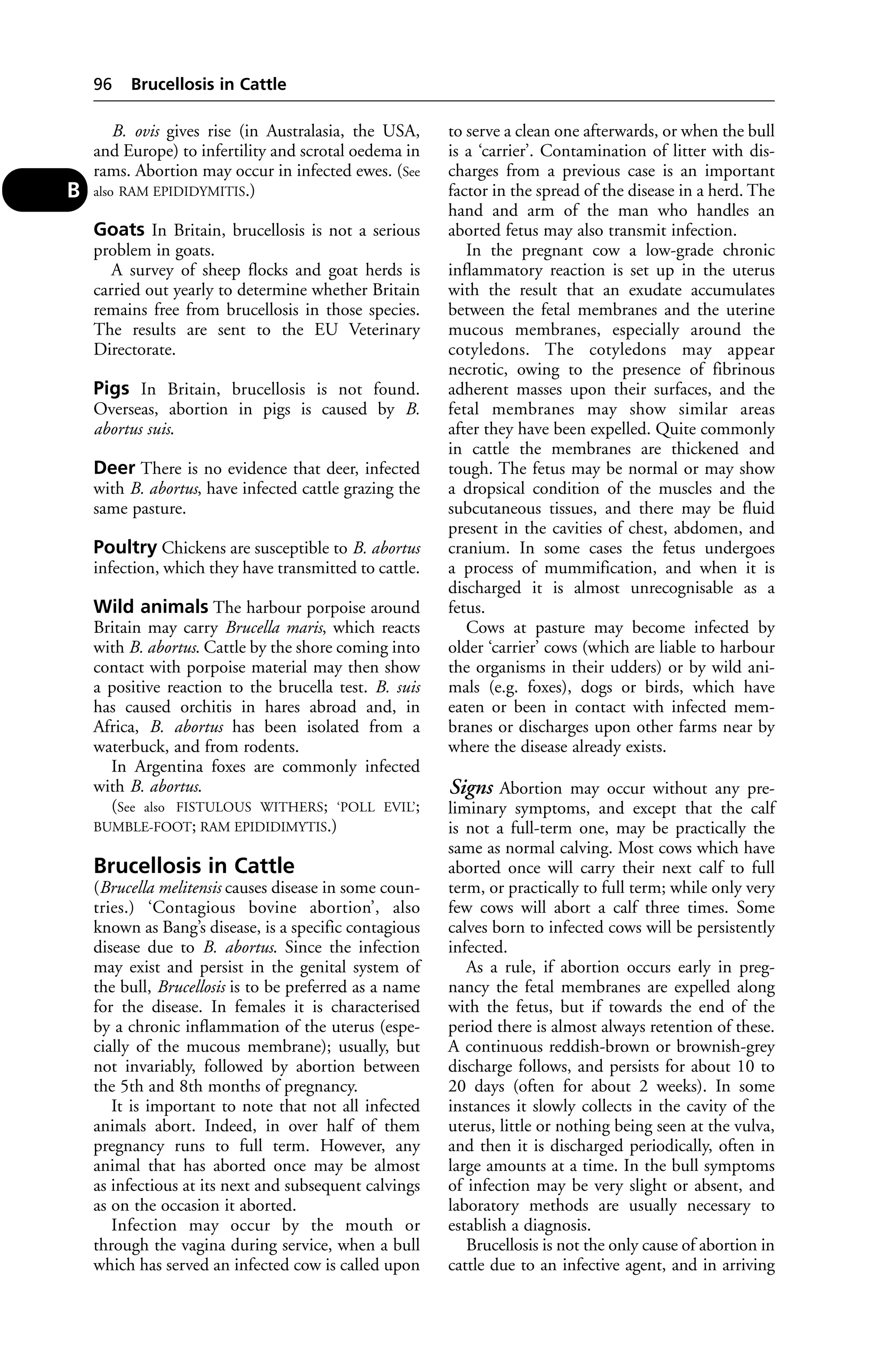 B. ovis gives rise (in Australasia, the USA, 
and Europe) to infertility and scrotal oedema in 
rams. Abortion may occur in infected ewes. (See 
also RAM EPIDIDYMITIS.) 
Goats In Britain, brucellosis is not a serious 
problem in goats. 
A survey of sheep flocks and goat herds is 
carried out yearly to determine whether Britain 
remains free from brucellosis in those species. 
The results are sent to the EU Veterinary 
Directorate. 
Pigs In Britain, brucellosis is not found. 
Overseas, abortion in pigs is caused by B. 
abortus suis. 
Deer There is no evidence that deer, infected 
with B. abortus, have infected cattle grazing the 
same pasture. 
Poultry Chickens are susceptible to B. abortus 
infection, which they have transmitted to cattle. 
Wild animals The harbour porpoise around 
Britain may carry Brucella maris, which reacts 
with B. abortus. Cattle by the shore coming into 
contact with porpoise material may then show 
a positive reaction to the brucella test. B. suis 
has caused orchitis in hares abroad and, in 
Africa, B. abortus has been isolated from a 
waterbuck, and from rodents. 
In Argentina foxes are commonly infected 
with B. abortus. 
(See also FISTULOUS WITHERS; ‘POLL EVIL’; 
BUMBLE-FOOT; RAM EPIDIDIMYTIS.) 
Brucellosis in Cattle 
(Brucella melitensis causes disease in some coun-tries.) 
‘Contagious bovine abortion’, also 
known as Bang’s disease, is a specific contagious 
disease due to B. abortus. Since the infection 
may exist and persist in the genital system of 
the bull, Brucellosis is to be preferred as a name 
for the disease. In females it is characterised 
by a chronic inflammation of the uterus (espe-cially 
of the mucous membrane); usually, but 
not invariably, followed by abortion between 
the 5th and 8th months of pregnancy. 
It is important to note that not all infected 
animals abort. Indeed, in over half of them 
pregnancy runs to full term. However, any 
animal that has aborted once may be almost 
as infectious at its next and subsequent calvings 
as on the occasion it aborted. 
Infection may occur by the mouth or 
through the vagina during service, when a bull 
which has served an infected cow is called upon 
to serve a clean one afterwards, or when the bull 
is a ‘carrier’. Contamination of litter with dis-charges 
from a previous case is an important 
factor in the spread of the disease in a herd. The 
hand and arm of the man who handles an 
aborted fetus may also transmit infection. 
In the pregnant cow a low-grade chronic 
inflammatory reaction is set up in the uterus 
with the result that an exudate accumulates 
between the fetal membranes and the uterine 
mucous membranes, especially around the 
cotyledons. The cotyledons may appear 
necrotic, owing to the presence of fibrinous 
adherent masses upon their surfaces, and the 
fetal membranes may show similar areas 
after they have been expelled. Quite commonly 
in cattle the membranes are thickened and 
tough. The fetus may be normal or may show 
a dropsical condition of the muscles and the 
subcutaneous tissues, and there may be fluid 
present in the cavities of chest, abdomen, and 
cranium. In some cases the fetus undergoes 
a process of mummification, and when it is 
discharged it is almost unrecognisable as a 
fetus. 
Cows at pasture may become infected by 
older ‘carrier’ cows (which are liable to harbour 
the organisms in their udders) or by wild ani-mals 
(e.g. foxes), dogs or birds, which have 
eaten or been in contact with infected mem-branes 
or discharges upon other farms near by 
where the disease already exists. 
Signs Abortion may occur without any pre-liminary 
symptoms, and except that the calf 
is not a full-term one, may be practically the 
same as normal calving. Most cows which have 
aborted once will carry their next calf to full 
term, or practically to full term; while only very 
few cows will abort a calf three times. Some 
calves born to infected cows will be persistently 
infected. 
As a rule, if abortion occurs early in preg-nancy 
the fetal membranes are expelled along 
with the fetus, but if towards the end of the 
period there is almost always retention of these. 
A continuous reddish-brown or brownish-grey 
discharge follows, and persists for about 10 to 
20 days (often for about 2 weeks). In some 
instances it slowly collects in the cavity of the 
uterus, little or nothing being seen at the vulva, 
and then it is discharged periodically, often in 
large amounts at a time. In the bull symptoms 
of infection may be very slight or absent, and 
laboratory methods are usually necessary to 
establish a diagnosis. 
Brucellosis is not the only cause of abortion in 
cattle due to an infective agent, and in arriving 
96 Brucellosis in Cattle 
B 
 