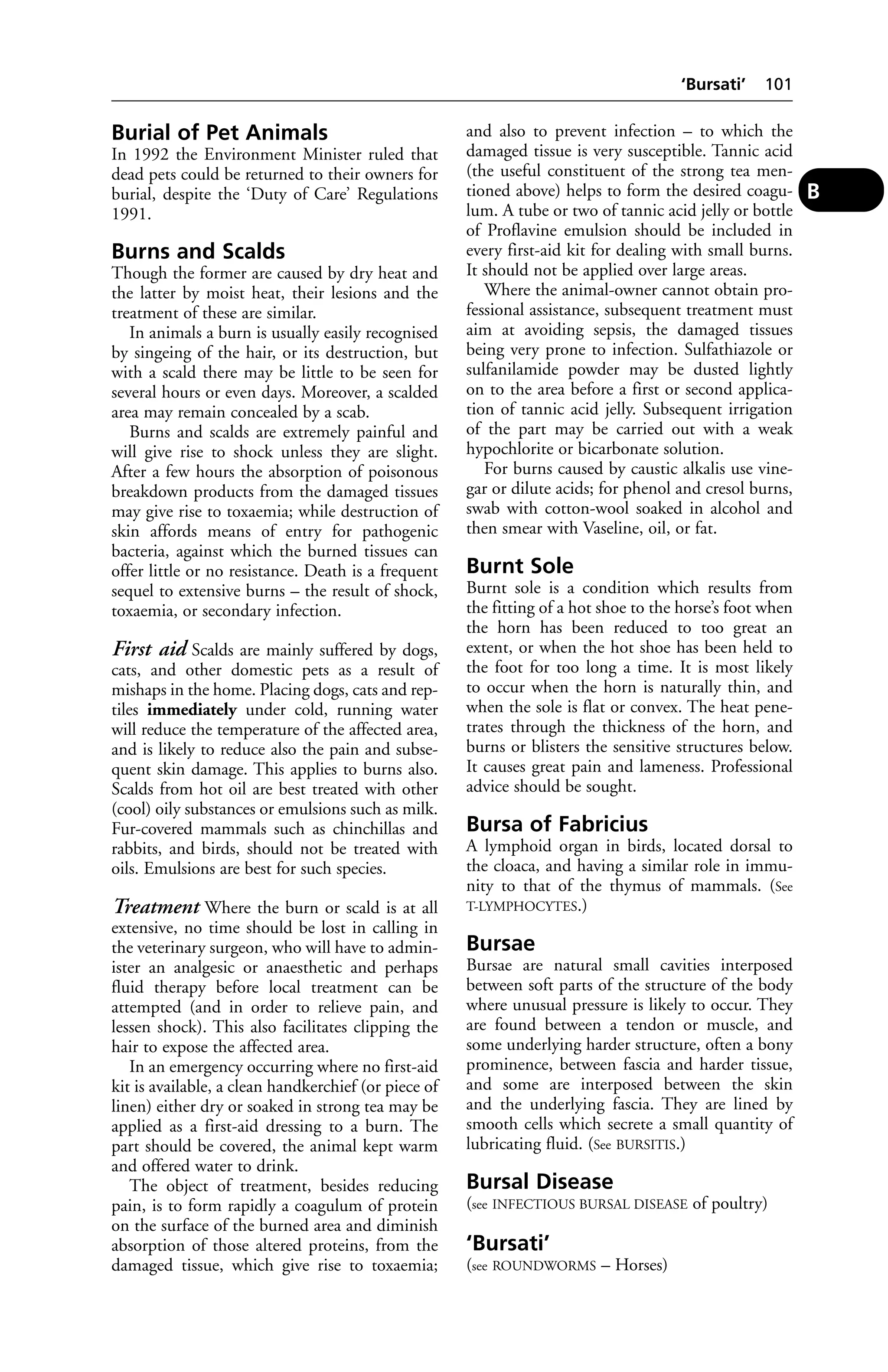 Burial of Pet Animals 
In 1992 the Environment Minister ruled that 
dead pets could be returned to their owners for 
burial, despite the ‘Duty of Care’ Regulations 
1991. 
Burns and Scalds 
Though the former are caused by dry heat and 
the latter by moist heat, their lesions and the 
treatment of these are similar. 
In animals a burn is usually easily recognised 
by singeing of the hair, or its destruction, but 
with a scald there may be little to be seen for 
several hours or even days. Moreover, a scalded 
area may remain concealed by a scab. 
Burns and scalds are extremely painful and 
will give rise to shock unless they are slight. 
After a few hours the absorption of poisonous 
breakdown products from the damaged tissues 
may give rise to toxaemia; while destruction of 
skin affords means of entry for pathogenic 
bacteria, against which the burned tissues can 
offer little or no resistance. Death is a frequent 
sequel to extensive burns – the result of shock, 
toxaemia, or secondary infection. 
First aid Scalds are mainly suffered by dogs, 
cats, and other domestic pets as a result of 
mishaps in the home. Placing dogs, cats and rep-tiles 
immediately under cold, running water 
will reduce the temperature of the affected area, 
and is likely to reduce also the pain and subse-quent 
skin damage. This applies to burns also. 
Scalds from hot oil are best treated with other 
(cool) oily substances or emulsions such as milk. 
Fur-covered mammals such as chinchillas and 
rabbits, and birds, should not be treated with 
oils. Emulsions are best for such species. 
Treatment Where the burn or scald is at all 
extensive, no time should be lost in calling in 
the veterinary surgeon, who will have to admin-ister 
an analgesic or anaesthetic and perhaps 
fluid therapy before local treatment can be 
attempted (and in order to relieve pain, and 
lessen shock). This also facilitates clipping the 
hair to expose the affected area. 
In an emergency occurring where no first-aid 
kit is available, a clean handkerchief (or piece of 
linen) either dry or soaked in strong tea may be 
applied as a first-aid dressing to a burn. The 
part should be covered, the animal kept warm 
and offered water to drink. 
The object of treatment, besides reducing 
pain, is to form rapidly a coagulum of protein 
on the surface of the burned area and diminish 
absorption of those altered proteins, from the 
damaged tissue, which give rise to toxaemia; 
‘Bursati’ 101 
and also to prevent infection – to which the 
damaged tissue is very susceptible. Tannic acid 
(the useful constituent of the strong tea men-tioned 
above) helps to form the desired coagu-lum. 
A tube or two of tannic acid jelly or bottle 
of Proflavine emulsion should be included in 
every first-aid kit for dealing with small burns. 
It should not be applied over large areas. 
Where the animal-owner cannot obtain pro-fessional 
assistance, subsequent treatment must 
aim at avoiding sepsis, the damaged tissues 
being very prone to infection. Sulfathiazole or 
sulfanilamide powder may be dusted lightly 
on to the area before a first or second applica-tion 
of tannic acid jelly. Subsequent irrigation 
of the part may be carried out with a weak 
hypochlorite or bicarbonate solution. 
For burns caused by caustic alkalis use vine-gar 
or dilute acids; for phenol and cresol burns, 
swab with cotton-wool soaked in alcohol and 
then smear with Vaseline, oil, or fat. 
Burnt Sole 
Burnt sole is a condition which results from 
the fitting of a hot shoe to the horse’s foot when 
the horn has been reduced to too great an 
extent, or when the hot shoe has been held to 
the foot for too long a time. It is most likely 
to occur when the horn is naturally thin, and 
when the sole is flat or convex. The heat pene-trates 
through the thickness of the horn, and 
burns or blisters the sensitive structures below. 
It causes great pain and lameness. Professional 
advice should be sought. 
Bursa of Fabricius 
A lymphoid organ in birds, located dorsal to 
the cloaca, and having a similar role in immu-nity 
to that of the thymus of mammals. (See 
T-LYMPHOCYTES.) 
Bursae 
Bursae are natural small cavities interposed 
between soft parts of the structure of the body 
where unusual pressure is likely to occur. They 
are found between a tendon or muscle, and 
some underlying harder structure, often a bony 
prominence, between fascia and harder tissue, 
and some are interposed between the skin 
and the underlying fascia. They are lined by 
smooth cells which secrete a small quantity of 
lubricating fluid. (See BURSITIS.) 
Bursal Disease 
(see INFECTIOUS BURSAL DISEASE of poultry) 
‘Bursati’ 
(see ROUNDWORMS – Horses) 
B 
 