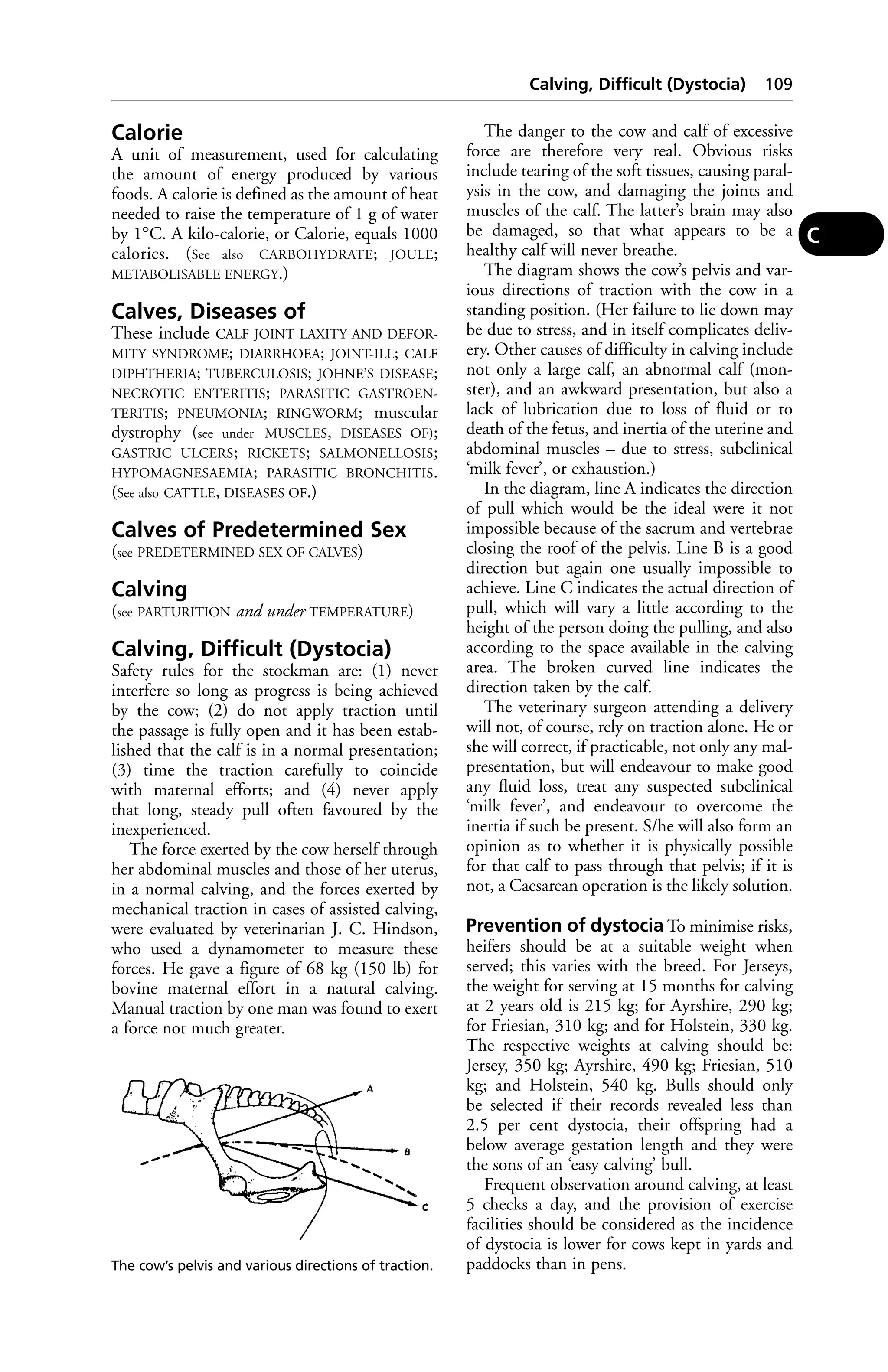 Calorie 
A unit of measurement, used for calculating 
the amount of energy produced by various 
foods. A calorie is defined as the amount of heat 
needed to raise the temperature of 1 g of water 
by 1°C. A kilo-calorie, or Calorie, equals 1000 
calories. (See also CARBOHYDRATE; JOULE; 
METABOLISABLE ENERGY.) 
Calves, Diseases of 
These include CALF JOINT LAXITY AND DEFOR-MITY 
SYNDROME; DIARRHOEA; JOINT-ILL; CALF 
DIPHTHERIA; TUBERCULOSIS; JOHNE’S DISEASE; 
NECROTIC ENTERITIS; PARASITIC GASTROEN-TERITIS; 
PNEUMONIA; RINGWORM; muscular 
dystrophy (see under MUSCLES, DISEASES OF); 
GASTRIC ULCERS; RICKETS; SALMONELLOSIS; 
HYPOMAGNESAEMIA; PARASITIC BRONCHITIS. 
(See also CATTLE, DISEASES OF.) 
Calves of Predetermined Sex 
(see PREDETERMINED SEX OF CALVES) 
Calving 
(see PARTURITION and under TEMPERATURE) 
Calving, Difficult (Dystocia) 
Safety rules for the stockman are: (1) never 
interfere so long as progress is being achieved 
by the cow; (2) do not apply traction until 
the passage is fully open and it has been estab-lished 
that the calf is in a normal presentation; 
(3) time the traction carefully to coincide 
with maternal efforts; and (4) never apply 
that long, steady pull often favoured by the 
inexperienced. 
The force exerted by the cow herself through 
her abdominal muscles and those of her uterus, 
in a normal calving, and the forces exerted by 
mechanical traction in cases of assisted calving, 
were evaluated by veterinarian J. C. Hindson, 
who used a dynamometer to measure these 
forces. He gave a figure of 68 kg (150 lb) for 
bovine maternal effort in a natural calving. 
Manual traction by one man was found to exert 
a force not much greater. 
Calving, Difficult (Dystocia) 109 
The danger to the cow and calf of excessive 
force are therefore very real. Obvious risks 
include tearing of the soft tissues, causing paral-ysis 
in the cow, and damaging the joints and 
muscles of the calf. The latter’s brain may also 
be damaged, so that what appears to be a 
healthy calf will never breathe. 
The diagram shows the cow’s pelvis and var-ious 
directions of traction with the cow in a 
standing position. (Her failure to lie down may 
be due to stress, and in itself complicates deliv-ery. 
Other causes of difficulty in calving include 
not only a large calf, an abnormal calf (mon-ster), 
and an awkward presentation, but also a 
lack of lubrication due to loss of fluid or to 
death of the fetus, and inertia of the uterine and 
abdominal muscles – due to stress, subclinical 
‘milk fever’, or exhaustion.) 
In the diagram, line A indicates the direction 
of pull which would be the ideal were it not 
impossible because of the sacrum and vertebrae 
closing the roof of the pelvis. Line B is a good 
direction but again one usually impossible to 
achieve. Line C indicates the actual direction of 
pull, which will vary a little according to the 
height of the person doing the pulling, and also 
according to the space available in the calving 
area. The broken curved line indicates the 
direction taken by the calf. 
The veterinary surgeon attending a delivery 
will not, of course, rely on traction alone. He or 
she will correct, if practicable, not only any mal-presentation, 
but will endeavour to make good 
any fluid loss, treat any suspected subclinical 
‘milk fever’, and endeavour to overcome the 
inertia if such be present. S/he will also form an 
opinion as to whether it is physically possible 
for that calf to pass through that pelvis; if it is 
not, a Caesarean operation is the likely solution. 
Prevention of dystocia To minimise risks, 
heifers should be at a suitable weight when 
served; this varies with the breed. For Jerseys, 
the weight for serving at 15 months for calving 
at 2 years old is 215 kg; for Ayrshire, 290 kg; 
for Friesian, 310 kg; and for Holstein, 330 kg. 
The respective weights at calving should be: 
Jersey, 350 kg; Ayrshire, 490 kg; Friesian, 510 
kg; and Holstein, 540 kg. Bulls should only 
be selected if their records revealed less than 
2.5 per cent dystocia, their offspring had a 
below average gestation length and they were 
the sons of an ‘easy calving’ bull. 
Frequent observation around calving, at least 
5 checks a day, and the provision of exercise 
facilities should be considered as the incidence 
of dystocia is lower for cows kept in yards and 
paddocks than in pens. 
C 
The cow’s pelvis and various directions of traction. 
 