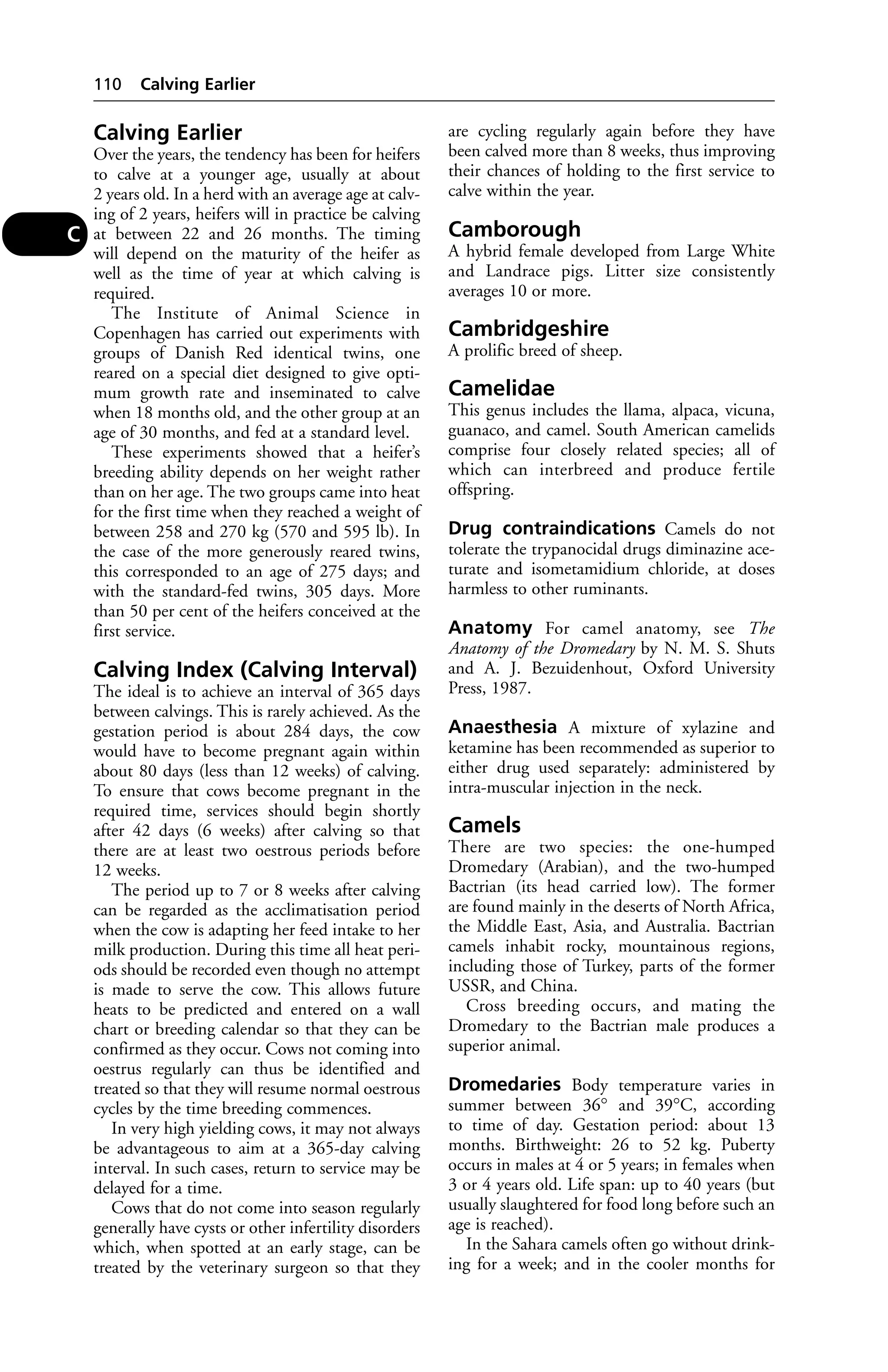 Calving Earlier 
Over the years, the tendency has been for heifers 
to calve at a younger age, usually at about 
2 years old. In a herd with an average age at calv-ing 
of 2 years, heifers will in practice be calving 
at between 22 and 26 months. The timing 
will depend on the maturity of the heifer as 
well as the time of year at which calving is 
required. 
The Institute of Animal Science in 
Copenhagen has carried out experiments with 
groups of Danish Red identical twins, one 
reared on a special diet designed to give opti-mum 
growth rate and inseminated to calve 
when 18 months old, and the other group at an 
age of 30 months, and fed at a standard level. 
These experiments showed that a heifer’s 
breeding ability depends on her weight rather 
than on her age. The two groups came into heat 
for the first time when they reached a weight of 
between 258 and 270 kg (570 and 595 lb). In 
the case of the more generously reared twins, 
this corresponded to an age of 275 days; and 
with the standard-fed twins, 305 days. More 
than 50 per cent of the heifers conceived at the 
first service. 
Calving Index (Calving Interval) 
The ideal is to achieve an interval of 365 days 
between calvings. This is rarely achieved. As the 
gestation period is about 284 days, the cow 
would have to become pregnant again within 
about 80 days (less than 12 weeks) of calving. 
To ensure that cows become pregnant in the 
required time, services should begin shortly 
after 42 days (6 weeks) after calving so that 
there are at least two oestrous periods before 
12 weeks. 
The period up to 7 or 8 weeks after calving 
can be regarded as the acclimatisation period 
when the cow is adapting her feed intake to her 
milk production. During this time all heat peri-ods 
should be recorded even though no attempt 
is made to serve the cow. This allows future 
heats to be predicted and entered on a wall 
chart or breeding calendar so that they can be 
confirmed as they occur. Cows not coming into 
oestrus regularly can thus be identified and 
treated so that they will resume normal oestrous 
cycles by the time breeding commences. 
In very high yielding cows, it may not always 
be advantageous to aim at a 365-day calving 
interval. In such cases, return to service may be 
delayed for a time. 
Cows that do not come into season regularly 
generally have cysts or other infertility disorders 
which, when spotted at an early stage, can be 
treated by the veterinary surgeon so that they 
are cycling regularly again before they have 
been calved more than 8 weeks, thus improving 
their chances of holding to the first service to 
calve within the year. 
Camborough 
A hybrid female developed from Large White 
and Landrace pigs. Litter size consistently 
averages 10 or more. 
Cambridgeshire 
A prolific breed of sheep. 
Camelidae 
This genus includes the llama, alpaca, vicuna, 
guanaco, and camel. South American camelids 
comprise four closely related species; all of 
which can interbreed and produce fertile 
offspring. 
Drug contraindications Camels do not 
tolerate the trypanocidal drugs diminazine ace-turate 
and isometamidium chloride, at doses 
harmless to other ruminants. 
Anatomy For camel anatomy, see The 
Anatomy of the Dromedary by N. M. S. Shuts 
and A. J. Bezuidenhout, Oxford University 
Press, 1987. 
Anaesthesia A mixture of xylazine and 
ketamine has been recommended as superior to 
either drug used separately: administered by 
intra-muscular injection in the neck. 
Camels 
There are two species: the one-humped 
Dromedary (Arabian), and the two-humped 
Bactrian (its head carried low). The former 
are found mainly in the deserts of North Africa, 
the Middle East, Asia, and Australia. Bactrian 
camels inhabit rocky, mountainous regions, 
including those of Turkey, parts of the former 
USSR, and China. 
Cross breeding occurs, and mating the 
Dromedary to the Bactrian male produces a 
superior animal. 
Dromedaries Body temperature varies in 
summer between 36° and 39°C, according 
to time of day. Gestation period: about 13 
months. Birthweight: 26 to 52 kg. Puberty 
occurs in males at 4 or 5 years; in females when 
3 or 4 years old. Life span: up to 40 years (but 
usually slaughtered for food long before such an 
age is reached). 
In the Sahara camels often go without drink-ing 
for a week; and in the cooler months for 
110 Calving Earlier 
C 
 