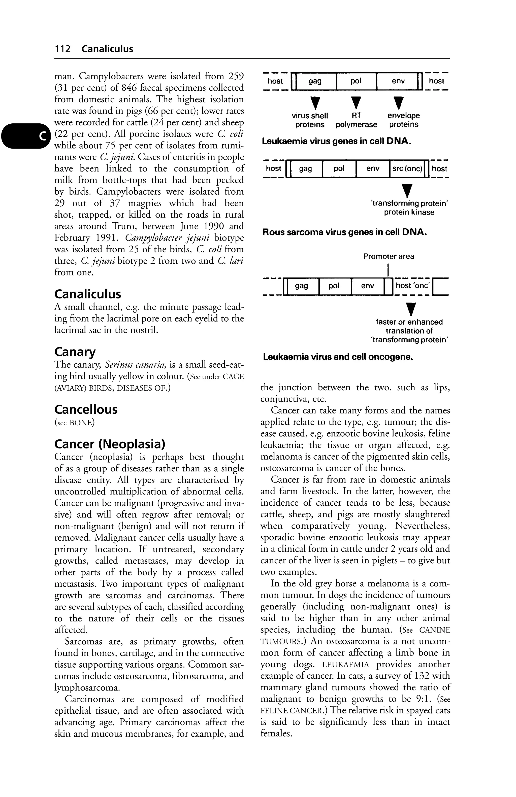 man. Campylobacters were isolated from 259 
(31 per cent) of 846 faecal specimens collected 
from domestic animals. The highest isolation 
rate was found in pigs (66 per cent); lower rates 
were recorded for cattle (24 per cent) and sheep 
(22 per cent). All porcine isolates were C. coli 
while about 75 per cent of isolates from rumi-nants 
were C. jejuni. Cases of enteritis in people 
have been linked to the consumption of 
milk from bottle-tops that had been pecked 
by birds. Campylobacters were isolated from 
29 out of 37 magpies which had been 
shot, trapped, or killed on the roads in rural 
areas around Truro, between June 1990 and 
February 1991. Campylobacter jejuni biotype 
was isolated from 25 of the birds, C. coli from 
three, C. jejuni biotype 2 from two and C. lari 
from one. 
Canaliculus 
A small channel, e.g. the minute passage lead-ing 
from the lacrimal pore on each eyelid to the 
lacrimal sac in the nostril. 
Canary 
The canary, Serinus canaria, is a small seed-eat-ing 
bird usually yellow in colour. (See under CAGE 
(AVIARY) BIRDS, DISEASES OF.) 
Cancellous 
(see BONE) 
Cancer (Neoplasia) 
Cancer (neoplasia) is perhaps best thought 
of as a group of diseases rather than as a single 
disease entity. All types are characterised by 
uncontrolled multiplication of abnormal cells. 
Cancer can be malignant (progressive and inva-sive) 
and will often regrow after removal; or 
non-malignant (benign) and will not return if 
removed. Malignant cancer cells usually have a 
primary location. If untreated, secondary 
growths, called metastases, may develop in 
other parts of the body by a process called 
metastasis. Two important types of malignant 
growth are sarcomas and carcinomas. There 
are several subtypes of each, classified according 
to the nature of their cells or the tissues 
affected. 
Sarcomas are, as primary growths, often 
found in bones, cartilage, and in the connective 
tissue supporting various organs. Common sar-comas 
include osteosarcoma, fibrosarcoma, and 
lymphosarcoma. 
Carcinomas are composed of modified 
epithelial tissue, and are often associated with 
advancing age. Primary carcinomas affect the 
skin and mucous membranes, for example, and 
the junction between the two, such as lips, 
conjunctiva, etc. 
Cancer can take many forms and the names 
applied relate to the type, e.g. tumour; the dis-ease 
caused, e.g. enzootic bovine leukosis, feline 
leukaemia; the tissue or organ affected, e.g. 
melanoma is cancer of the pigmented skin cells, 
osteosarcoma is cancer of the bones. 
Cancer is far from rare in domestic animals 
and farm livestock. In the latter, however, the 
incidence of cancer tends to be less, because 
cattle, sheep, and pigs are mostly slaughtered 
when comparatively young. Nevertheless, 
sporadic bovine enzootic leukosis may appear 
in a clinical form in cattle under 2 years old and 
cancer of the liver is seen in piglets – to give but 
two examples. 
In the old grey horse a melanoma is a com-mon 
tumour. In dogs the incidence of tumours 
generally (including non-malignant ones) is 
said to be higher than in any other animal 
species, including the human. (See CANINE 
TUMOURS.) An osteosarcoma is a not uncom-mon 
form of cancer affecting a limb bone in 
young dogs. LEUKAEMIA provides another 
example of cancer. In cats, a survey of 132 with 
mammary gland tumours showed the ratio of 
malignant to benign growths to be 9:1. (See 
FELINE CANCER.) The relative risk in spayed cats 
is said to be significantly less than in intact 
females. 
112 Canaliculus 
C 
 