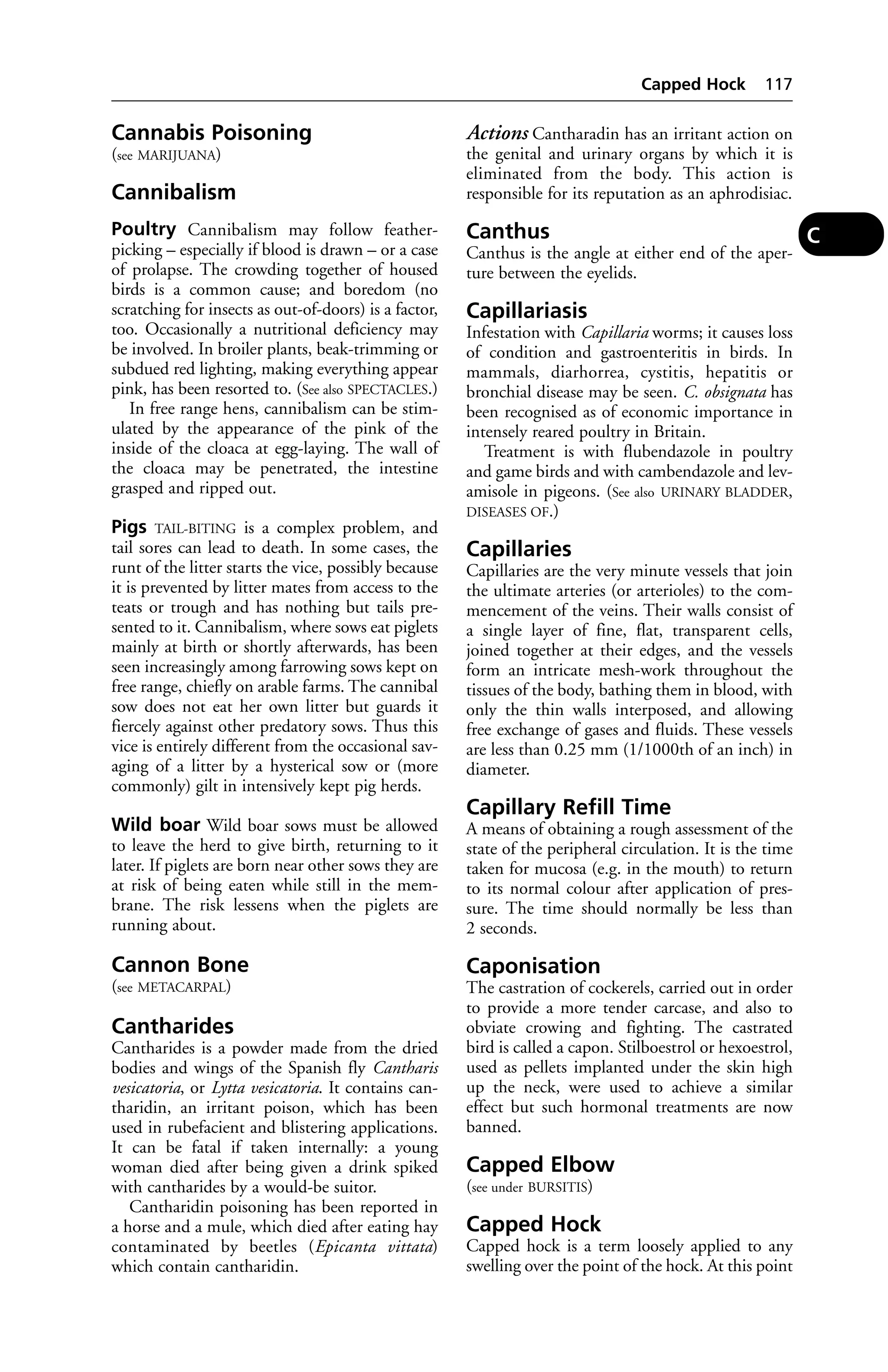 Cannabis Poisoning 
(see MARIJUANA) 
Cannibalism 
Poultry Cannibalism may follow feather-picking 
– especially if blood is drawn – or a case 
of prolapse. The crowding together of housed 
birds is a common cause; and boredom (no 
scratching for insects as out-of-doors) is a factor, 
too. Occasionally a nutritional deficiency may 
be involved. In broiler plants, beak-trimming or 
subdued red lighting, making everything appear 
pink, has been resorted to. (See also SPECTACLES.) 
In free range hens, cannibalism can be stim-ulated 
by the appearance of the pink of the 
inside of the cloaca at egg-laying. The wall of 
the cloaca may be penetrated, the intestine 
grasped and ripped out. 
Pigs TAIL-BITING is a complex problem, and 
tail sores can lead to death. In some cases, the 
runt of the litter starts the vice, possibly because 
it is prevented by litter mates from access to the 
teats or trough and has nothing but tails pre-sented 
to it. Cannibalism, where sows eat piglets 
mainly at birth or shortly afterwards, has been 
seen increasingly among farrowing sows kept on 
free range, chiefly on arable farms. The cannibal 
sow does not eat her own litter but guards it 
fiercely against other predatory sows. Thus this 
vice is entirely different from the occasional sav-aging 
of a litter by a hysterical sow or (more 
commonly) gilt in intensively kept pig herds. 
Wild boar Wild boar sows must be allowed 
to leave the herd to give birth, returning to it 
later. If piglets are born near other sows they are 
at risk of being eaten while still in the mem-brane. 
The risk lessens when the piglets are 
running about. 
Cannon Bone 
(see METACARPAL) 
Cantharides 
Cantharides is a powder made from the dried 
bodies and wings of the Spanish fly Cantharis 
vesicatoria, or Lytta vesicatoria. It contains can-tharidin, 
an irritant poison, which has been 
used in rubefacient and blistering applications. 
It can be fatal if taken internally: a young 
woman died after being given a drink spiked 
with cantharides by a would-be suitor. 
Cantharidin poisoning has been reported in 
a horse and a mule, which died after eating hay 
contaminated by beetles (Epicanta vittata) 
which contain cantharidin. 
Capped Hock 117 
Actions Cantharadin has an irritant action on 
the genital and urinary organs by which it is 
eliminated from the body. This action is 
responsible for its reputation as an aphrodisiac. 
Canthus 
Canthus is the angle at either end of the aper-ture 
between the eyelids. 
Capillariasis 
Infestation with Capillaria worms; it causes loss 
of condition and gastroenteritis in birds. In 
mammals, diarhorrea, cystitis, hepatitis or 
bronchial disease may be seen. C. obsignata has 
been recognised as of economic importance in 
intensely reared poultry in Britain. 
Treatment is with flubendazole in poultry 
and game birds and with cambendazole and lev-amisole 
in pigeons. (See also URINARY BLADDER, 
DISEASES OF.) 
Capillaries 
Capillaries are the very minute vessels that join 
the ultimate arteries (or arterioles) to the com-mencement 
of the veins. Their walls consist of 
a single layer of fine, flat, transparent cells, 
joined together at their edges, and the vessels 
form an intricate mesh-work throughout the 
tissues of the body, bathing them in blood, with 
only the thin walls interposed, and allowing 
free exchange of gases and fluids. These vessels 
are less than 0.25 mm (1/1000th of an inch) in 
diameter. 
Capillary Refill Time 
A means of obtaining a rough assessment of the 
state of the peripheral circulation. It is the time 
taken for mucosa (e.g. in the mouth) to return 
to its normal colour after application of pres-sure. 
The time should normally be less than 
2 seconds. 
Caponisation 
The castration of cockerels, carried out in order 
to provide a more tender carcase, and also to 
obviate crowing and fighting. The castrated 
bird is called a capon. Stilboestrol or hexoestrol, 
used as pellets implanted under the skin high 
up the neck, were used to achieve a similar 
effect but such hormonal treatments are now 
banned. 
Capped Elbow 
(see under BURSITIS) 
Capped Hock 
Capped hock is a term loosely applied to any 
swelling over the point of the hock. At this point 
C 
 