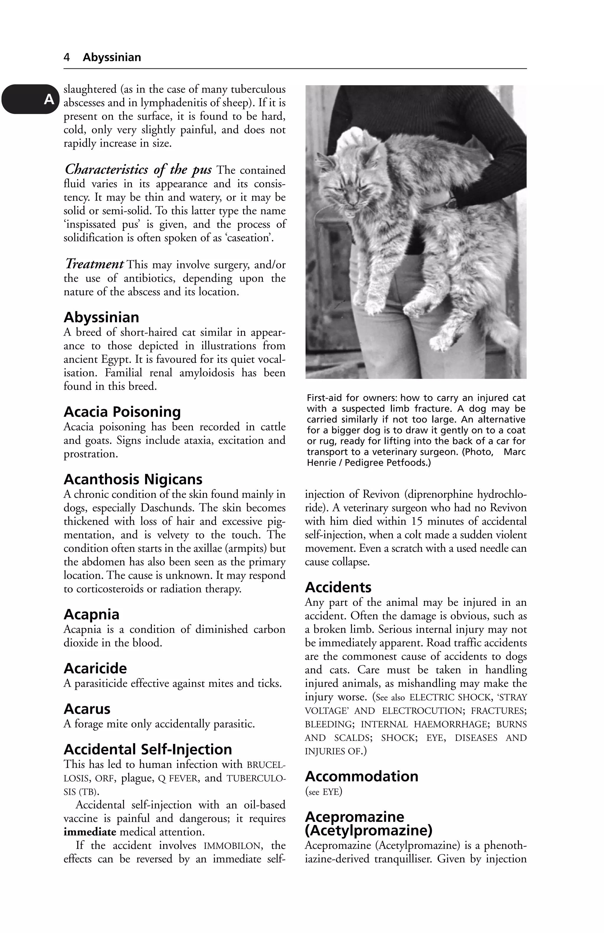 slaughtered (as in the case of many tuberculous 
abscesses and in lymphadenitis of sheep). If it is 
present on the surface, it is found to be hard, 
cold, only very slightly painful, and does not 
rapidly increase in size. 
Characteristics of the pus The contained 
fluid varies in its appearance and its consis-tency. 
It may be thin and watery, or it may be 
solid or semi-solid. To this latter type the name 
‘inspissated pus’ is given, and the process of 
solidification is often spoken of as ‘caseation’. 
Treatment This may involve surgery, and/or 
the use of antibiotics, depending upon the 
nature of the abscess and its location. 
Abyssinian 
A breed of short-haired cat similar in appear-ance 
to those depicted in illustrations from 
ancient Egypt. It is favoured for its quiet vocal-isation. 
Familial renal amyloidosis has been 
found in this breed. 
Acacia Poisoning 
Acacia poisoning has been recorded in cattle 
and goats. Signs include ataxia, excitation and 
prostration. 
Acanthosis Nigicans 
A chronic condition of the skin found mainly in 
dogs, especially Daschunds. The skin becomes 
thickened with loss of hair and excessive pig-mentation, 
and is velvety to the touch. The 
condition often starts in the axillae (armpits) but 
the abdomen has also been seen as the primary 
location. The cause is unknown. It may respond 
to corticosteroids or radiation therapy. 
Acapnia 
Acapnia is a condition of diminished carbon 
dioxide in the blood. 
Acaricide 
A parasiticide effective against mites and ticks. 
Acarus 
A forage mite only accidentally parasitic. 
Accidental Self-Injection 
This has led to human infection with BRUCEL-LOSIS, 
ORF, plague, Q FEVER, and TUBERCULO-SIS 
(TB). 
Accidental self-injection with an oil-based 
vaccine is painful and dangerous; it requires 
immediate medical attention. 
If the accident involves IMMOBILON, the 
effects can be reversed by an immediate self-injection 
of Revivon (diprenorphine hydrochlo-ride). 
A veterinary surgeon who had no Revivon 
with him died within 15 minutes of accidental 
self-injection, when a colt made a sudden violent 
movement. Even a scratch with a used needle can 
cause collapse. 
Accidents 
Any part of the animal may be injured in an 
accident. Often the damage is obvious, such as 
a broken limb. Serious internal injury may not 
be immediately apparent. Road traffic accidents 
are the commonest cause of accidents to dogs 
and cats. Care must be taken in handling 
injured animals, as mishandling may make the 
injury worse. (See also ELECTRIC SHOCK, ‘STRAY 
VOLTAGE’ AND ELECTROCUTION; FRACTURES; 
BLEEDING; INTERNAL HAEMORRHAGE; BURNS 
AND SCALDS; SHOCK; EYE, DISEASES AND 
INJURIES OF.) 
Accommodation 
(see EYE) 
Acepromazine 
(Acetylpromazine) 
Acepromazine (Acetylpromazine) is a phenoth-iazine- 
derived tranquilliser. Given by injection 
4 Abyssinian 
A 
First-aid for owners: how to carry an injured cat 
with a suspected limb fracture. A dog may be 
carried similarly if not too large. An alternative 
for a bigger dog is to draw it gently on to a coat 
or rug, ready for lifting into the back of a car for 
transport to a veterinary surgeon. (Photo, Marc 
Henrie / Pedigree Petfoods.) 
 
